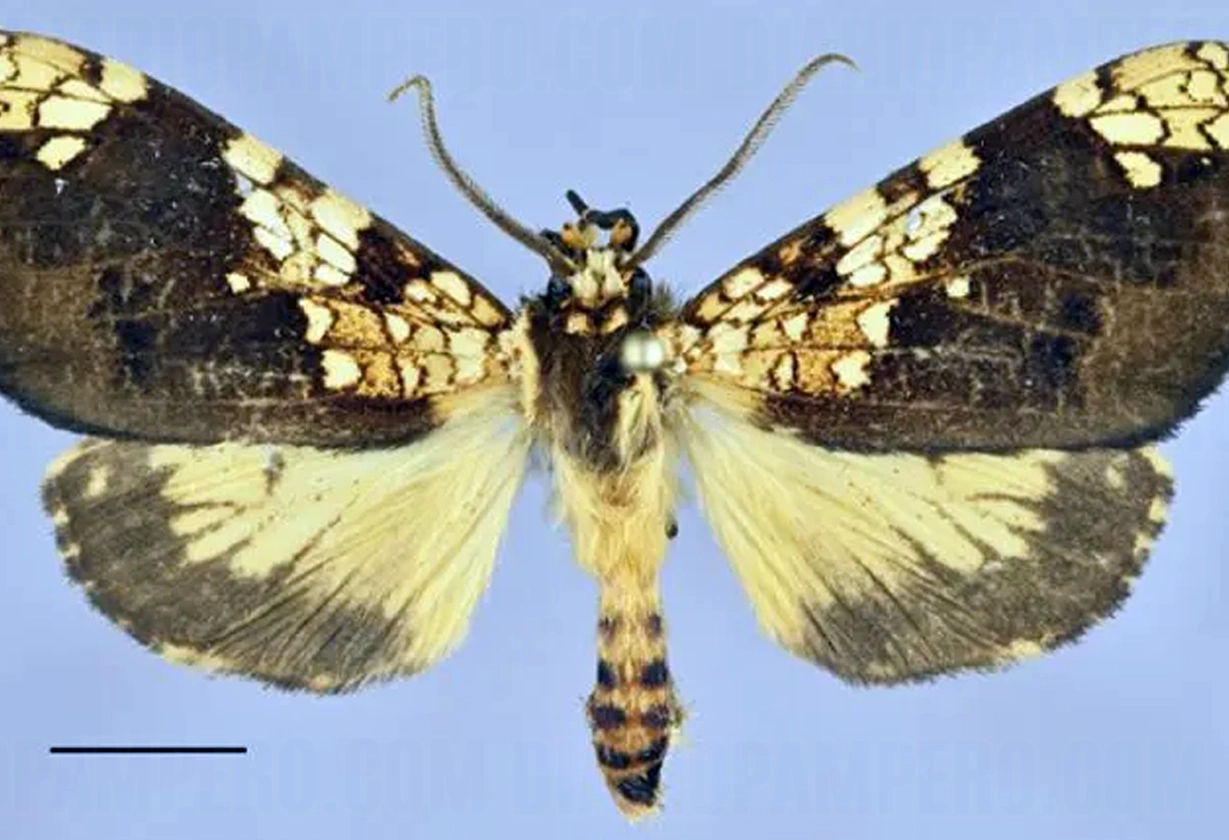 mariposa
