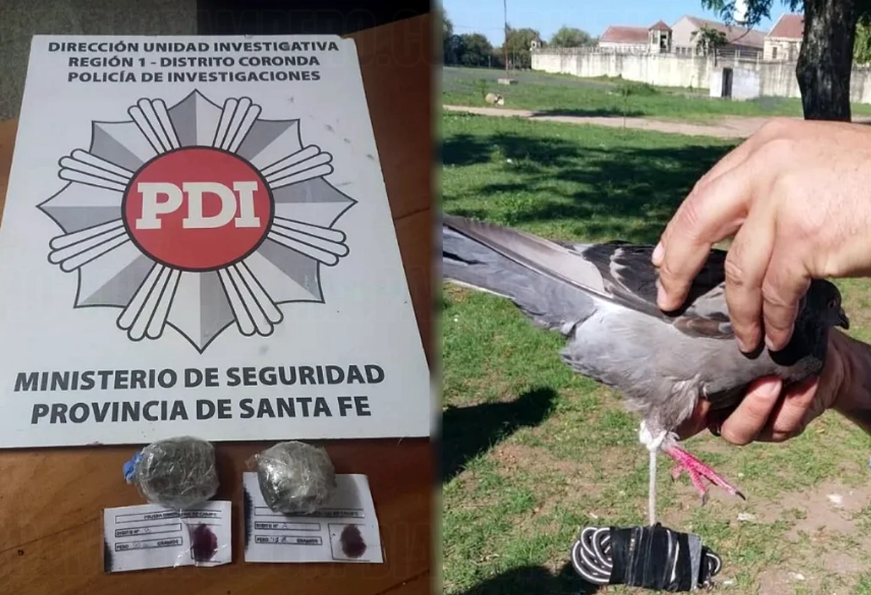 paloma
