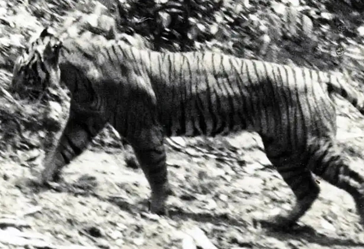 tigre