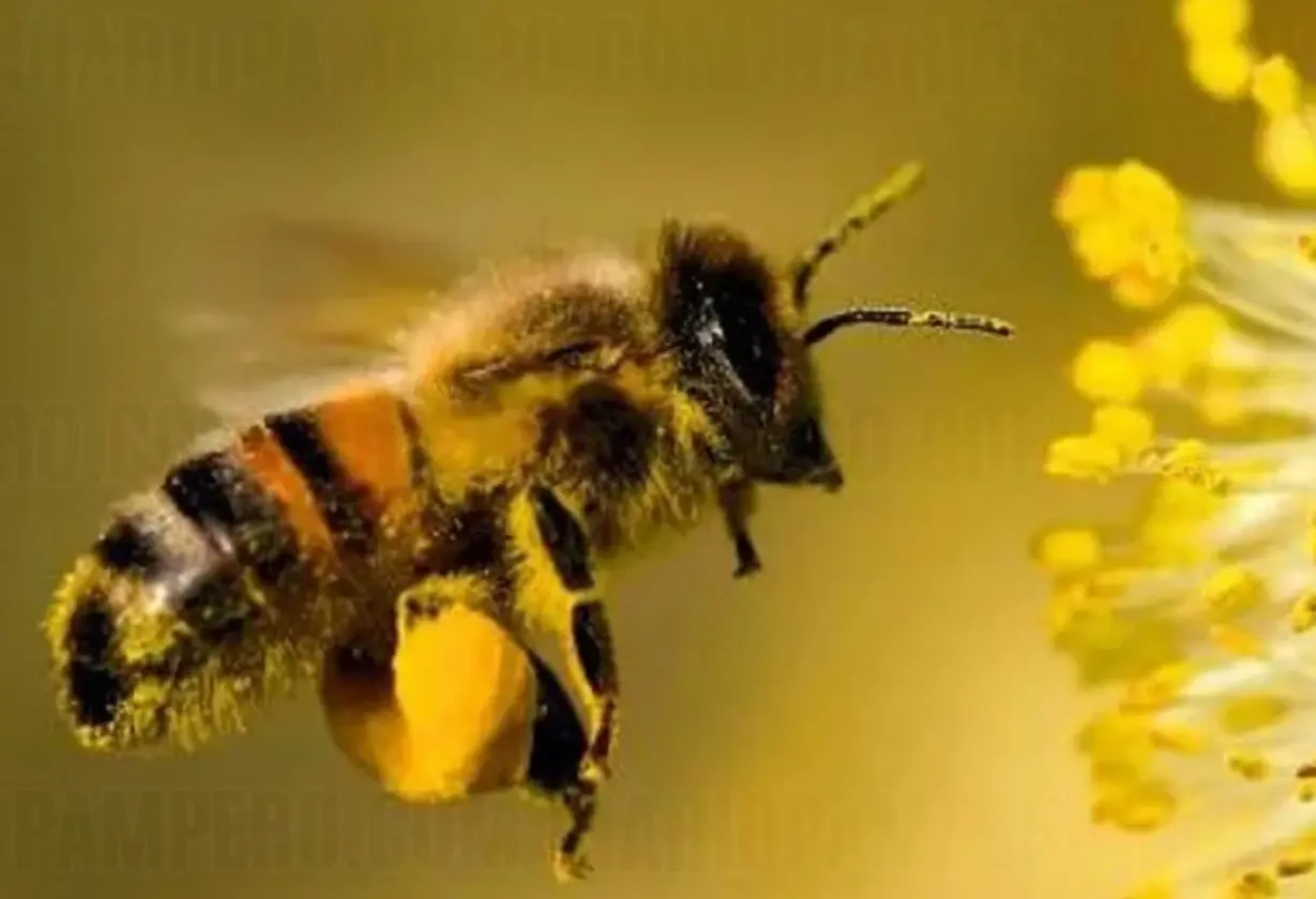 abejas