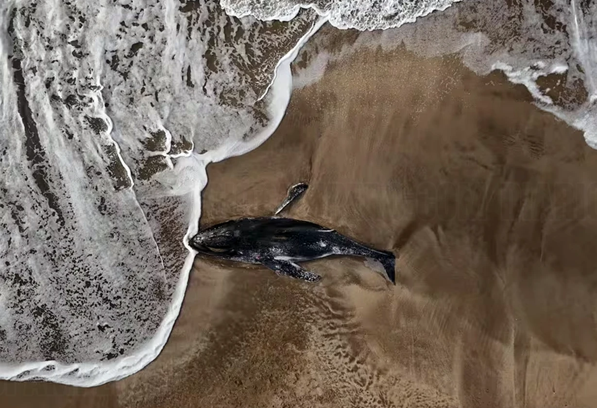 ballena