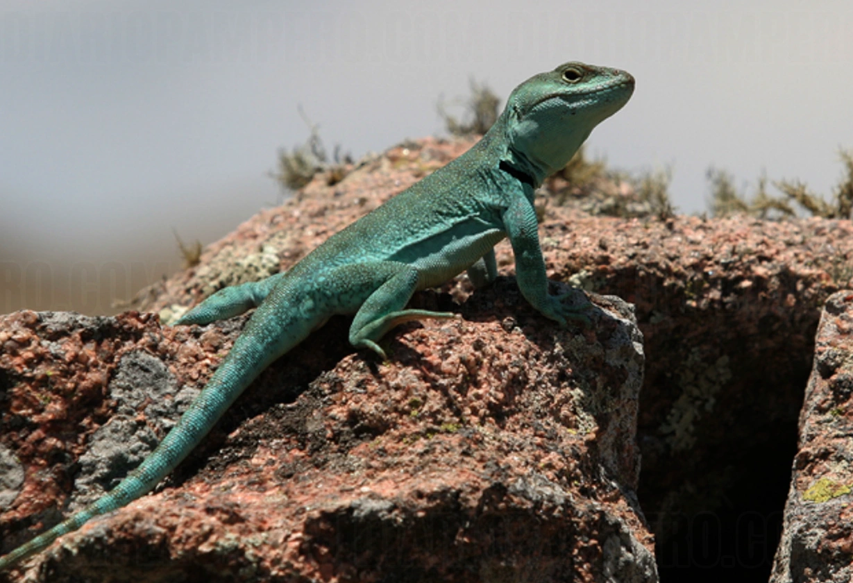 biodiversidad