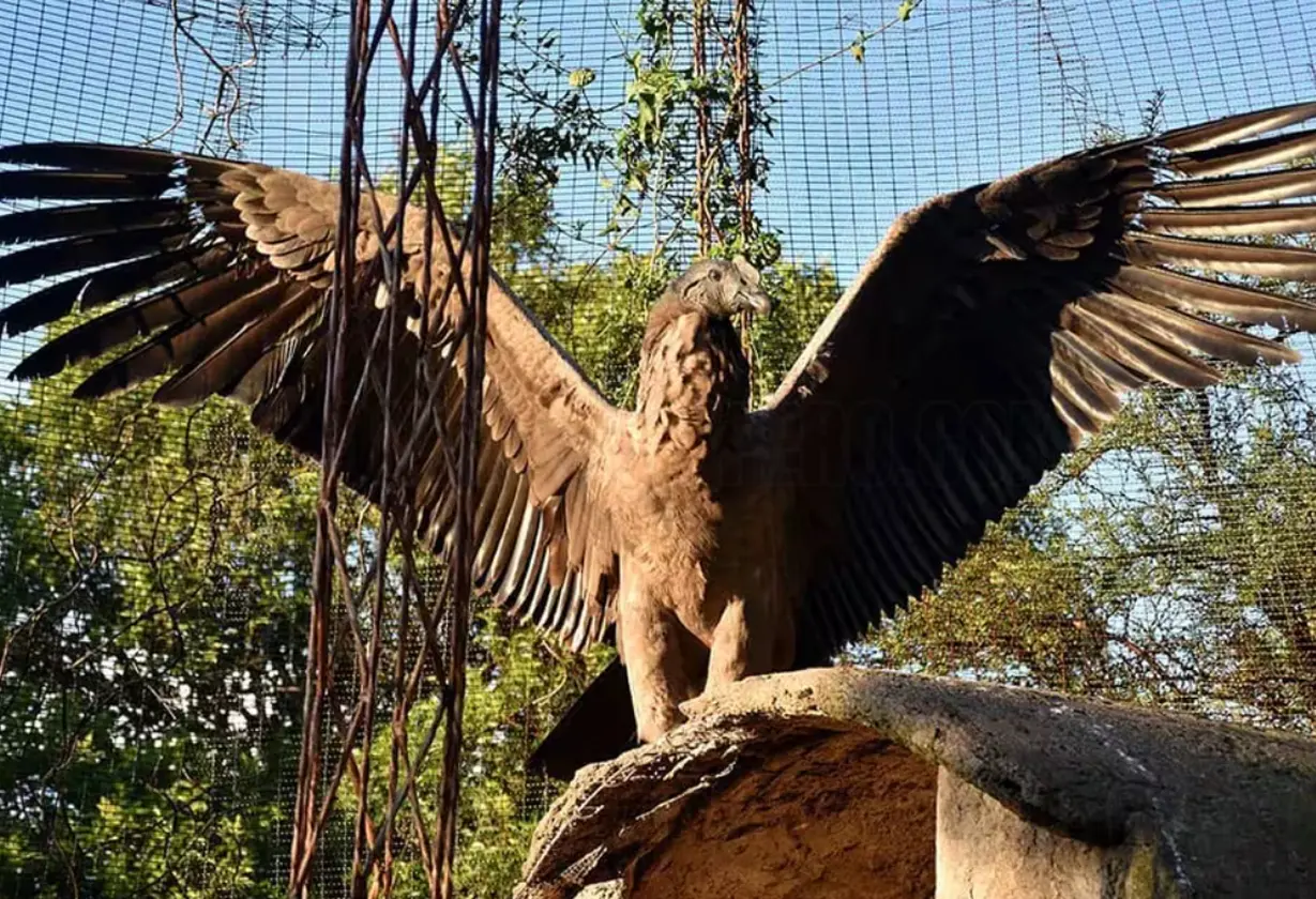 condor