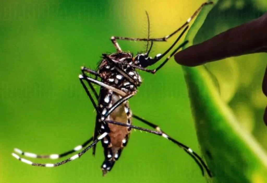 Argentina registra más de 488.000 casos de dengue en lo que va de 2024