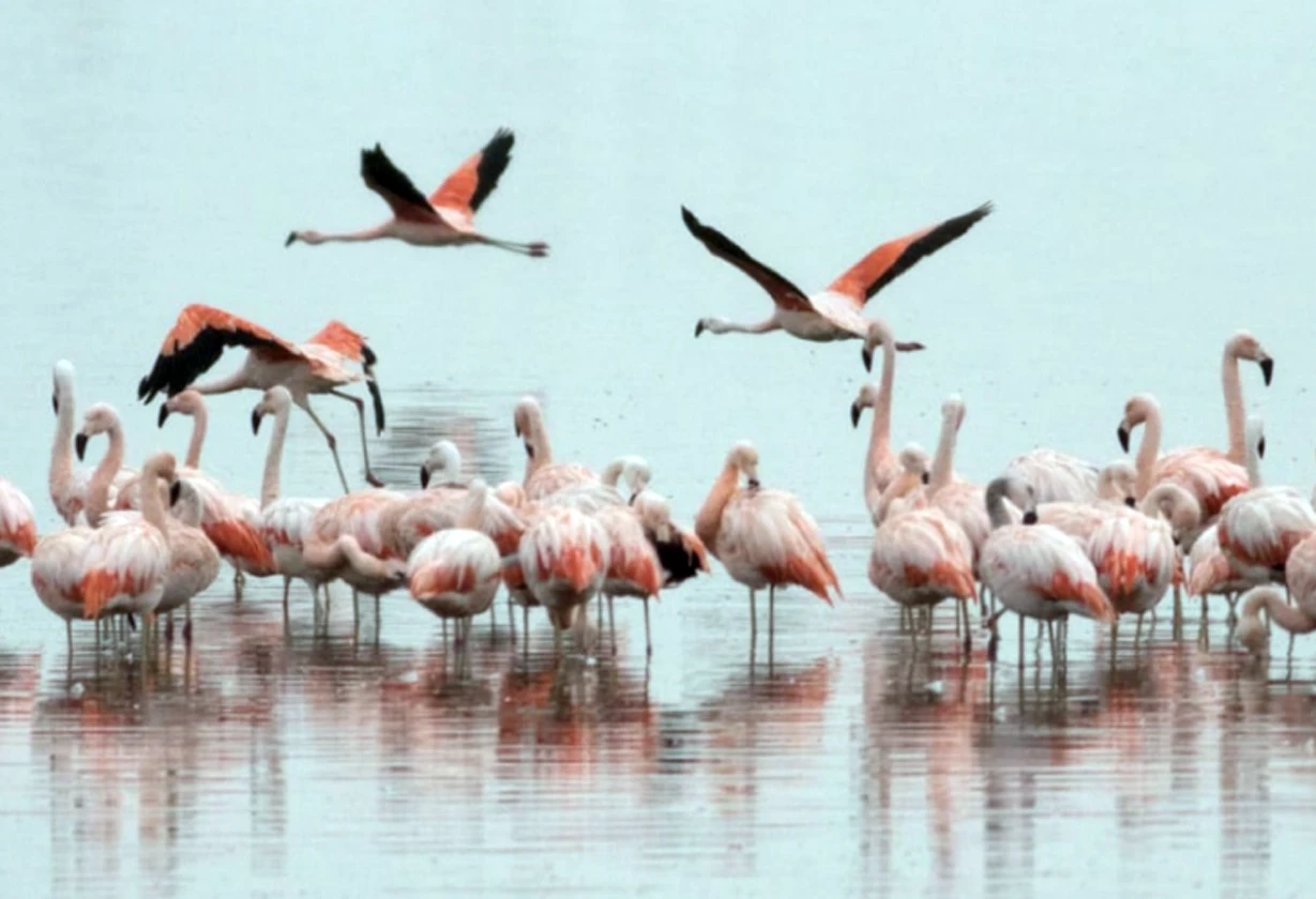 flamencos