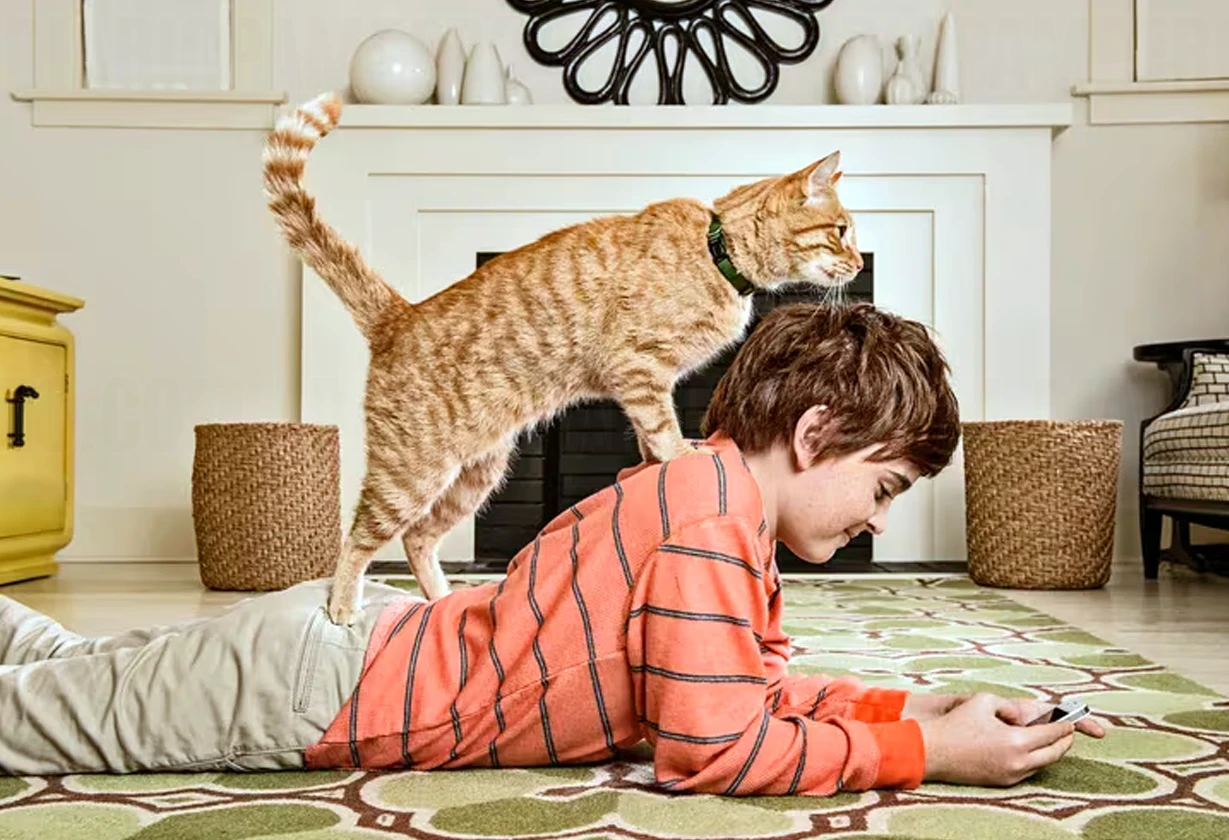 gato