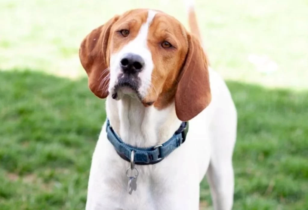 Lleva a sacrificar a su perro enfermo y meses después lo encuentra en adopción