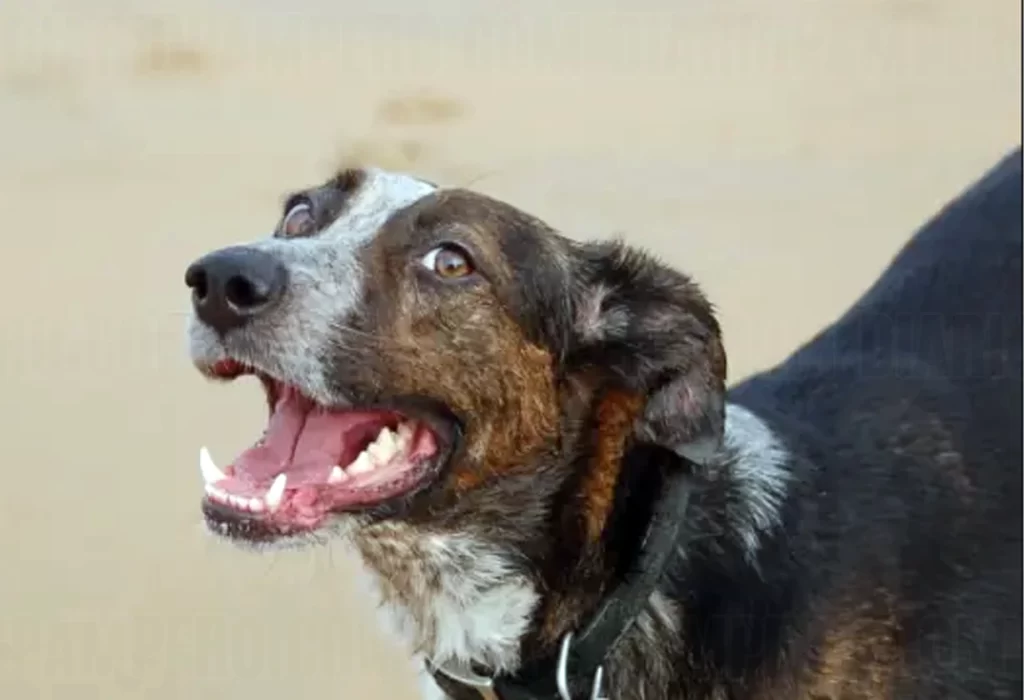Celebrando la Singularidad Canina: Día del Perro sin Raza