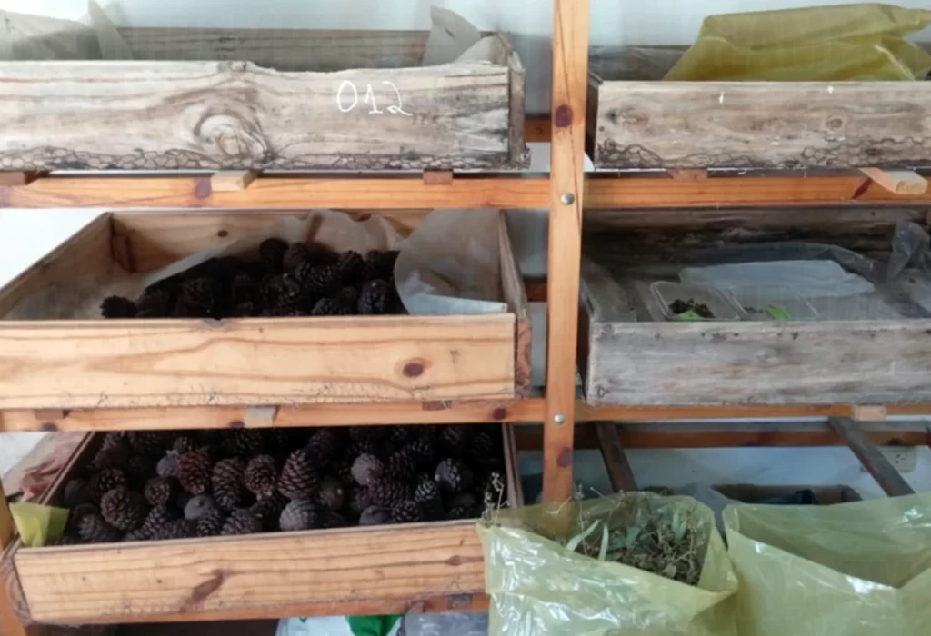 La Red de Viveros Forestales Provinciales Produce sus Propias Semillas y Plantas