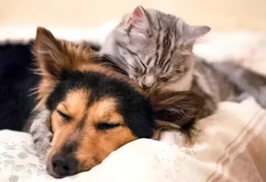 Riesgo de gripe aviar para gatos y perros
