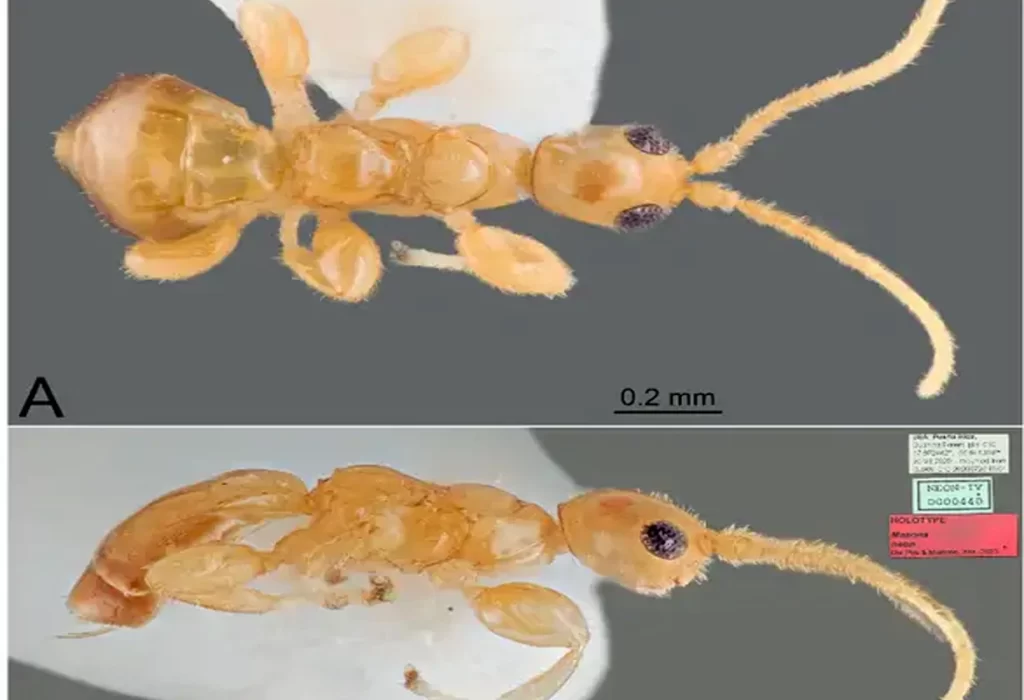 Hallan una nueva especie de avispa sin alas en Puerto Rico