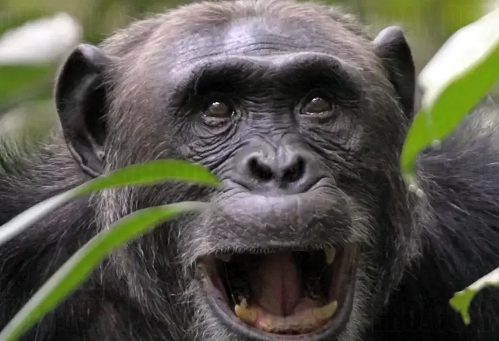 Chimpancés se automedican con plantas medicinales del bosque