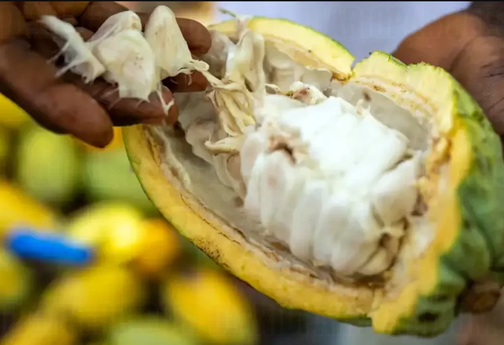 Científicos Descubren Cómo Hacer Más Sano el Chocolate