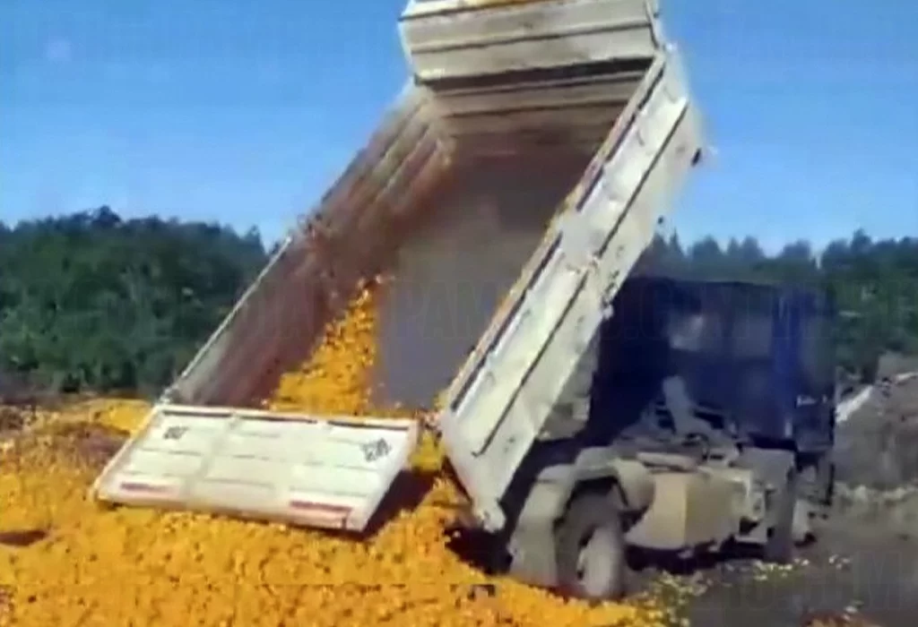 En medio de la crisis económica argentina productores tiran toneladas de mandarinas