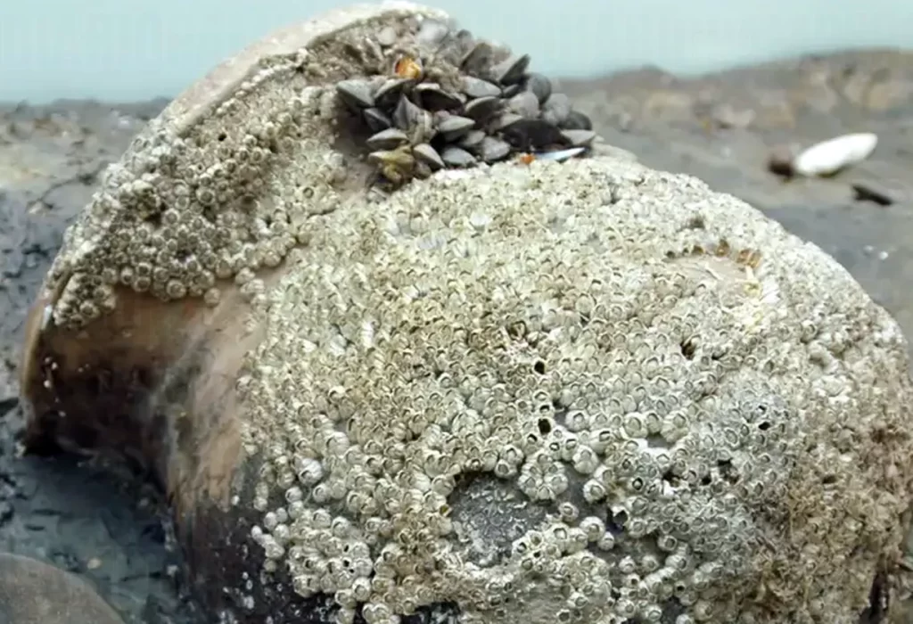 Atlántida: Los secretos de Rungholt emergen de las profundidades