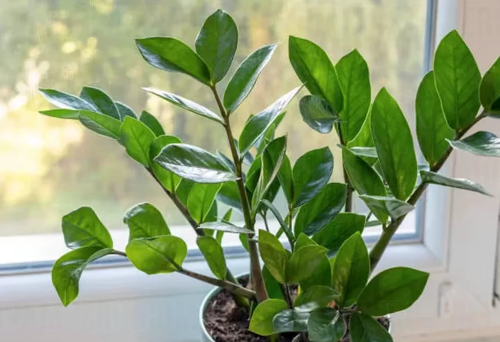 Las 7 plantas que ayudan a eliminar la humedad y el moho del hogar
