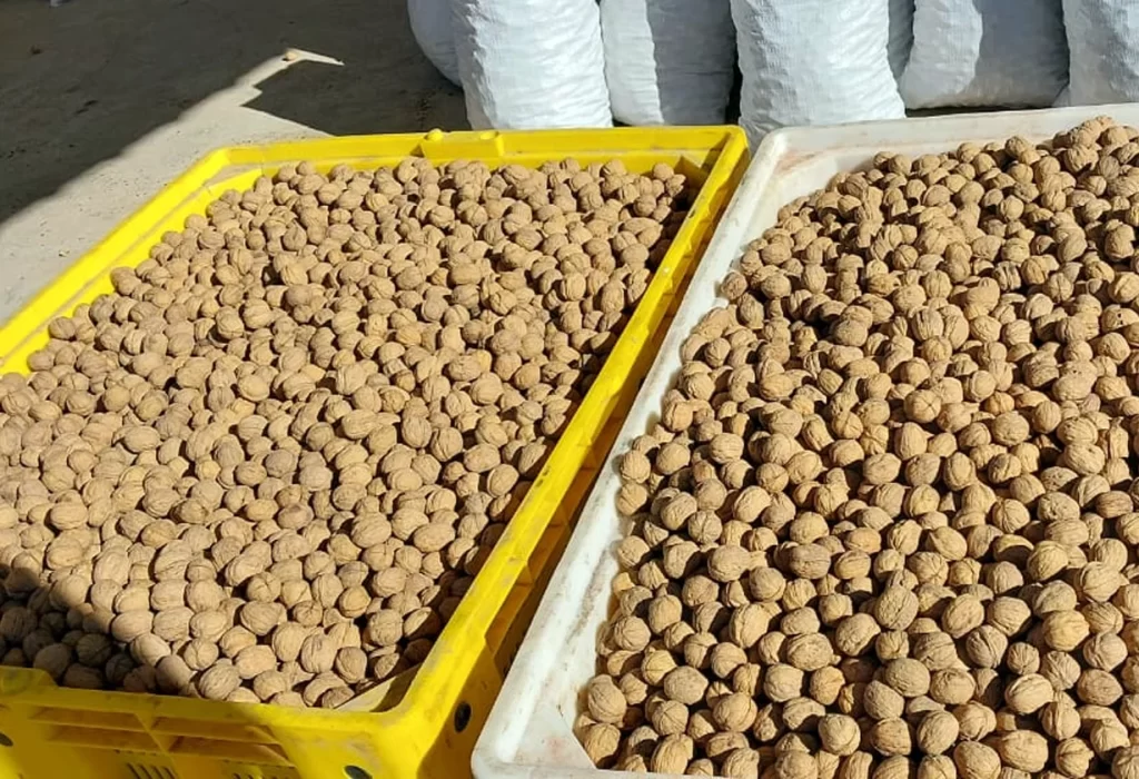Cosecha récord de nueces en 25 de Mayo