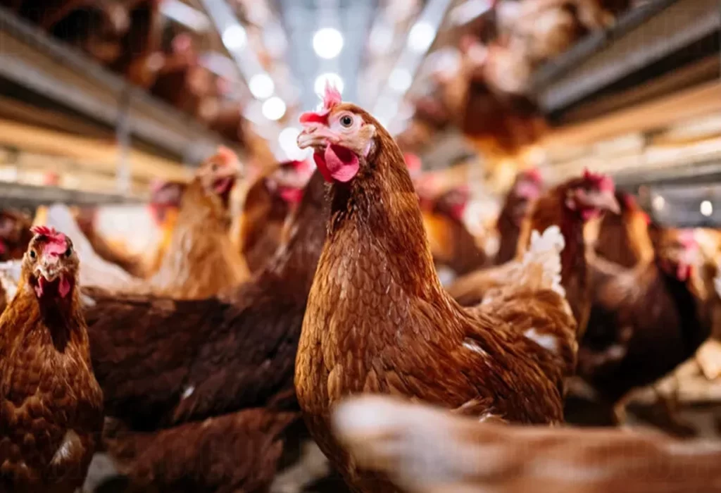 Argentina retoma el comercio de productos aviares a Chile