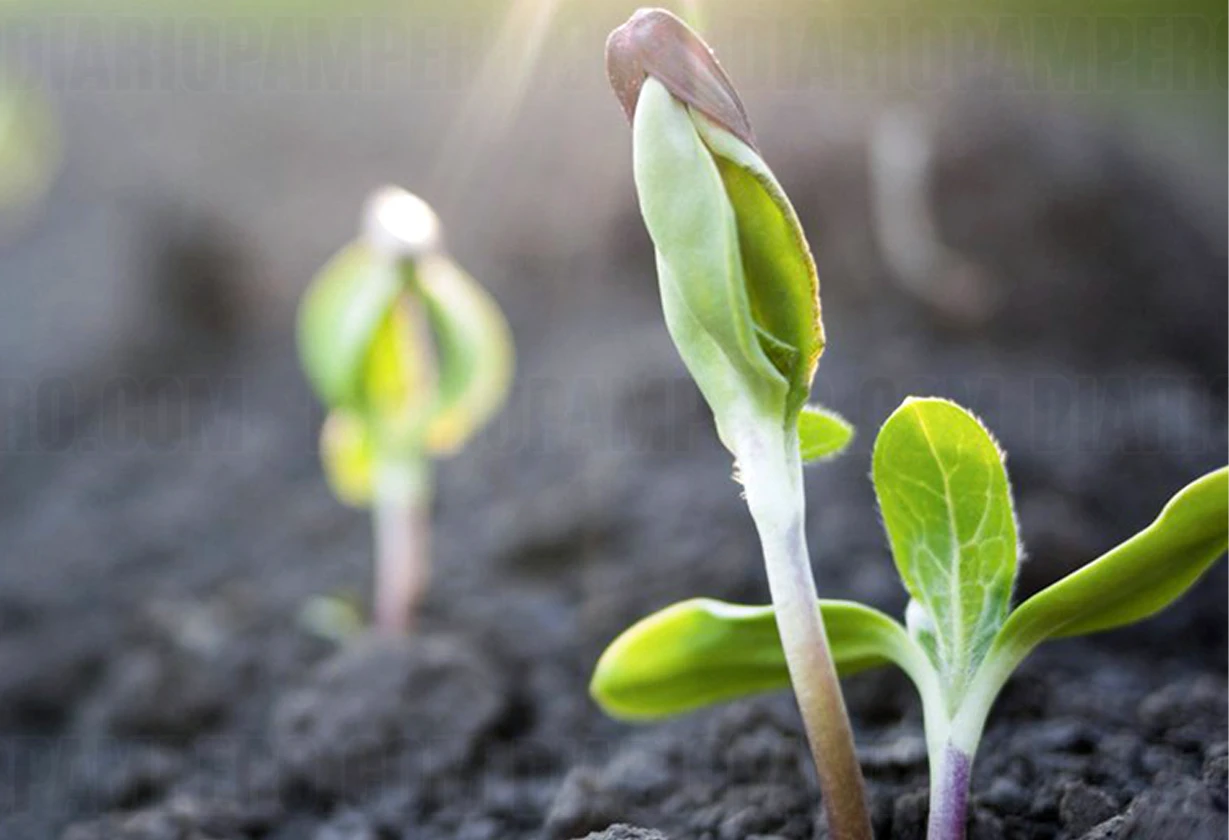 agricultura