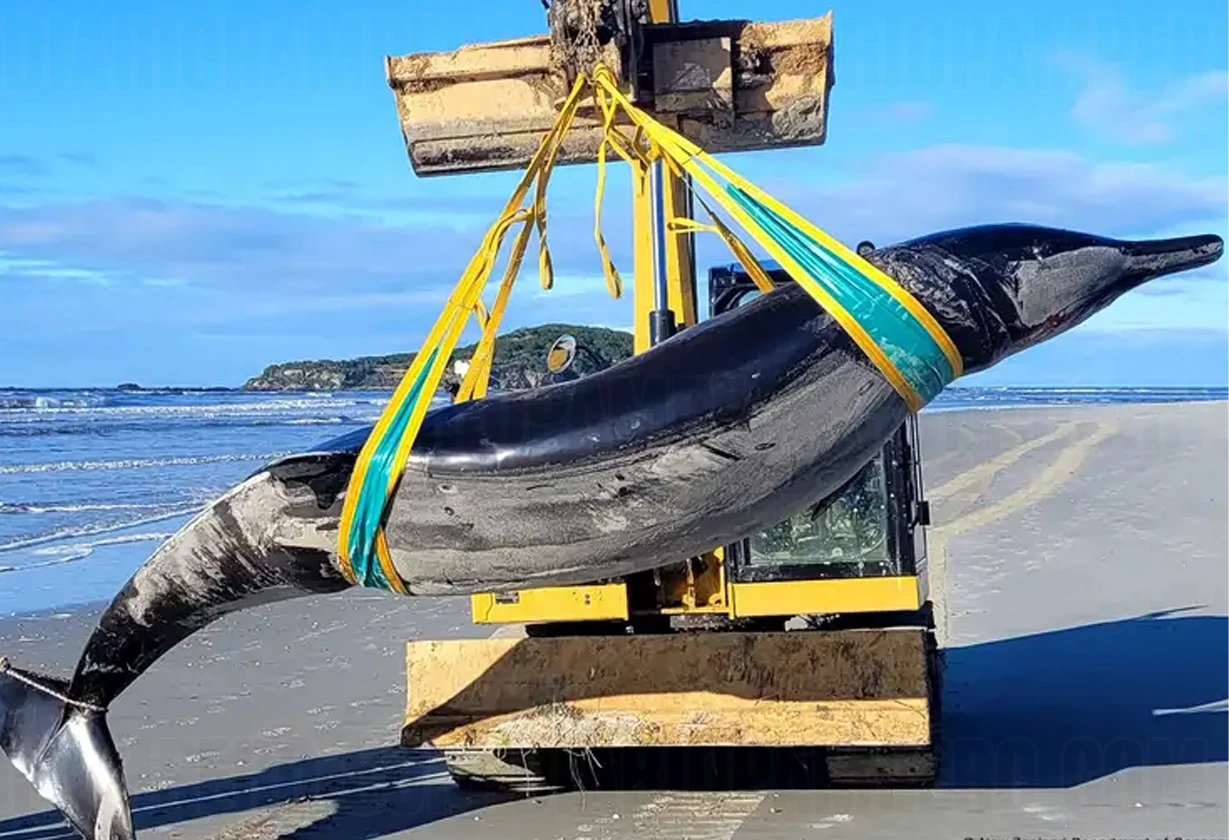 ballena