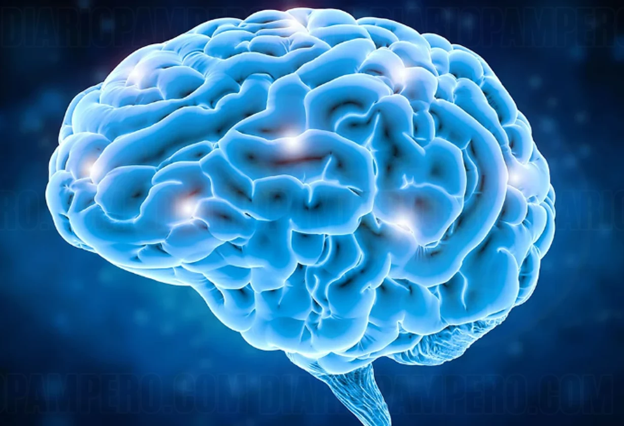 cerebro1