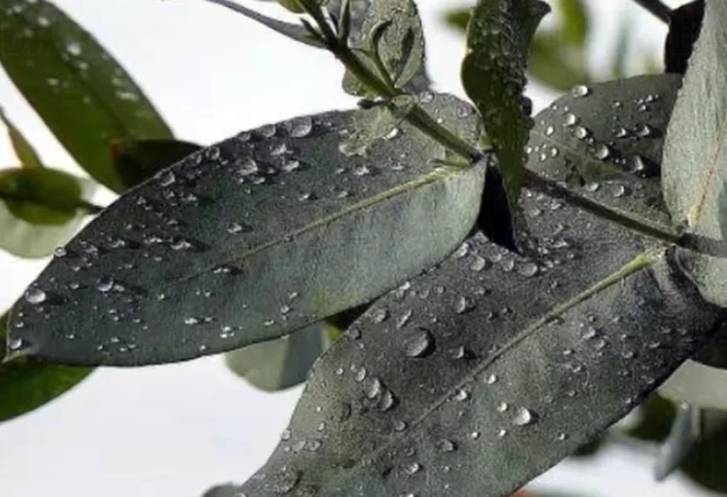 Las 6 valiosas propiedades medicinales del eucalipto y cómo consumirlo