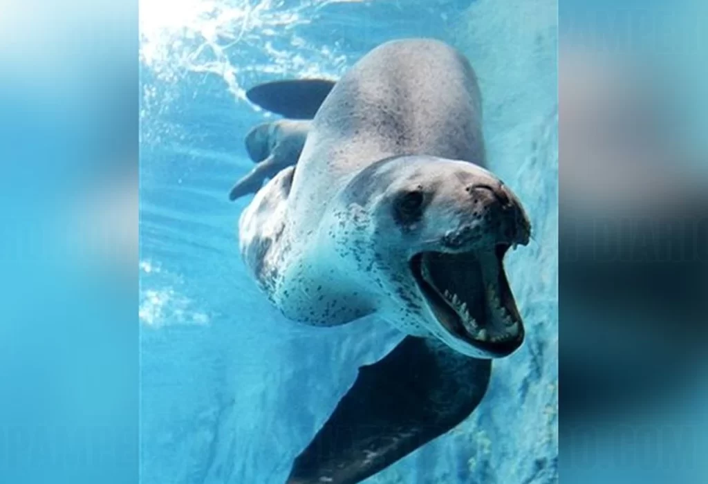 Un leopardo marino sorprende a los habitantes de Río Grande