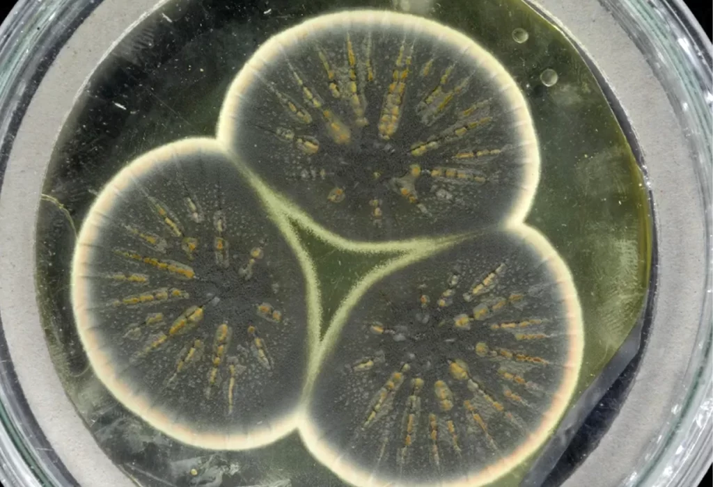 El gigantesco descubrimiento que puede cambiar la medicina para siempre