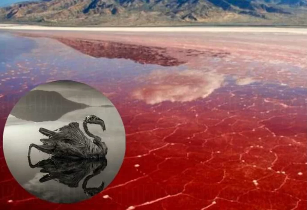 Natrón: El Lago que «Convierte a los Animales en Piedra»