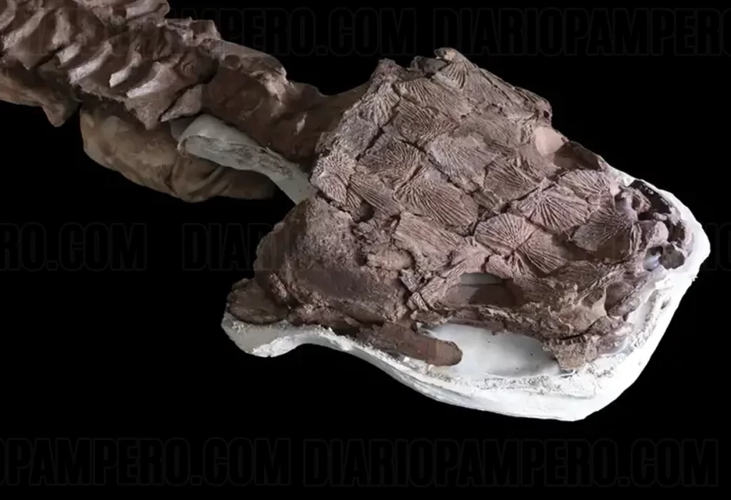 Descubren un fósil de salamandra gigante de la era glacial en Namibia