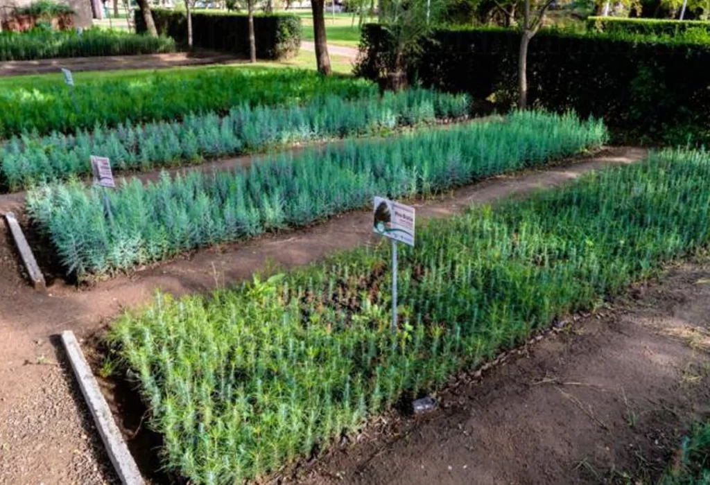 Los Viveros Forestales Provinciales Continúan Ofreciendo Plantas a Precios Accesibles