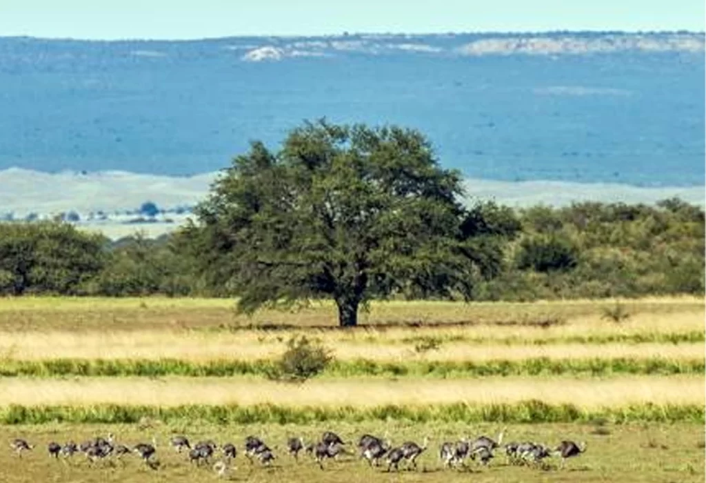 La Pampa y el ajuste nacional: una pérdida significativa de recursos