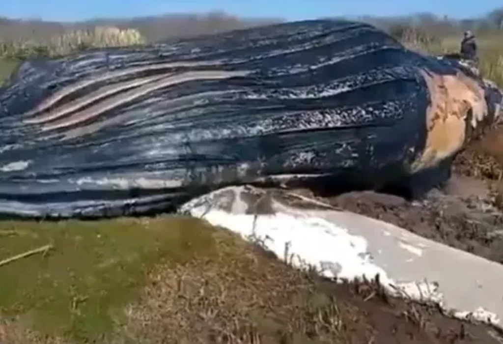 El extraño hallazgo de una ballena muerta en el Río de la Plata genera preocupación