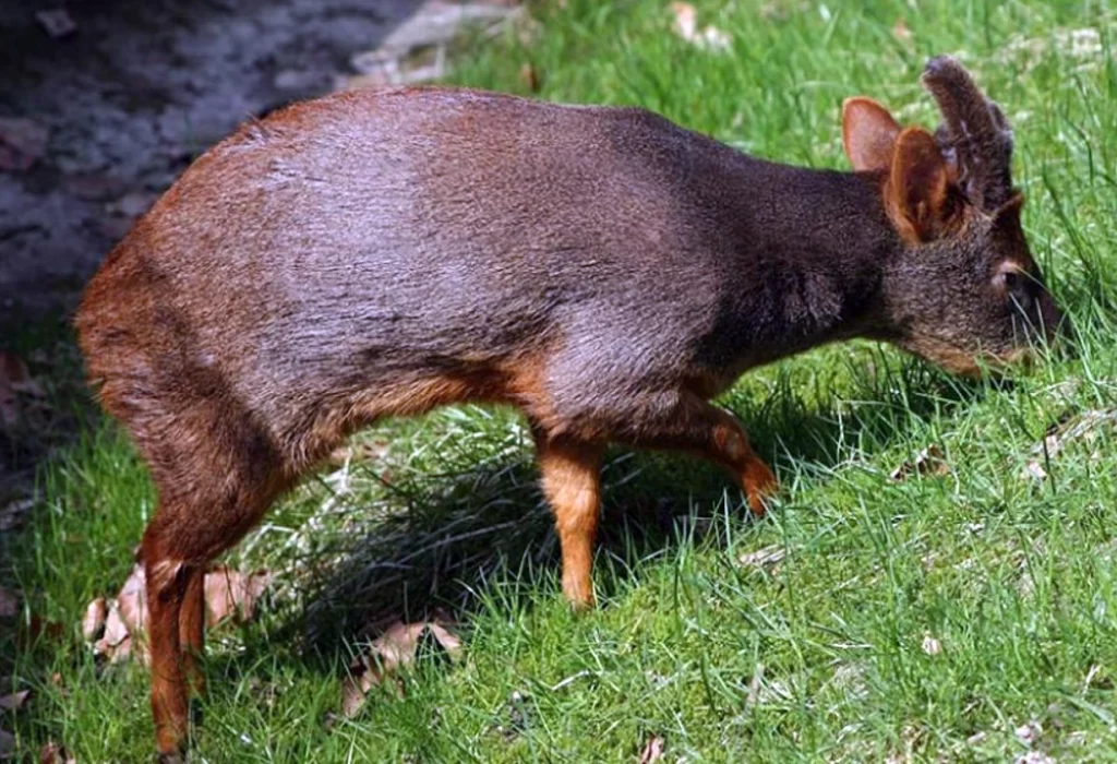 Pudu Puda: Uno de los Ciervos más Pequeños del Mundo en la Patagonia