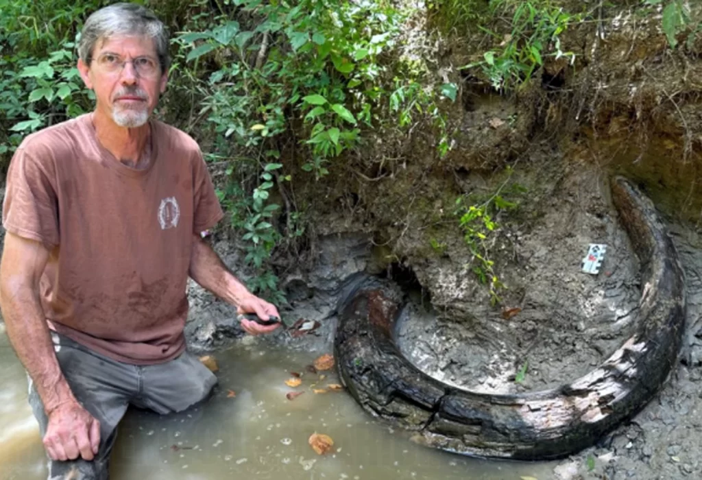 Mississippi: Encuentran un colmillo intacto de mamut colombino