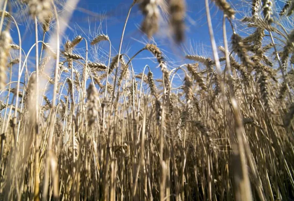 Estados Unidos Aprueba el Trigo Tolerante a la Sequía de Argentina