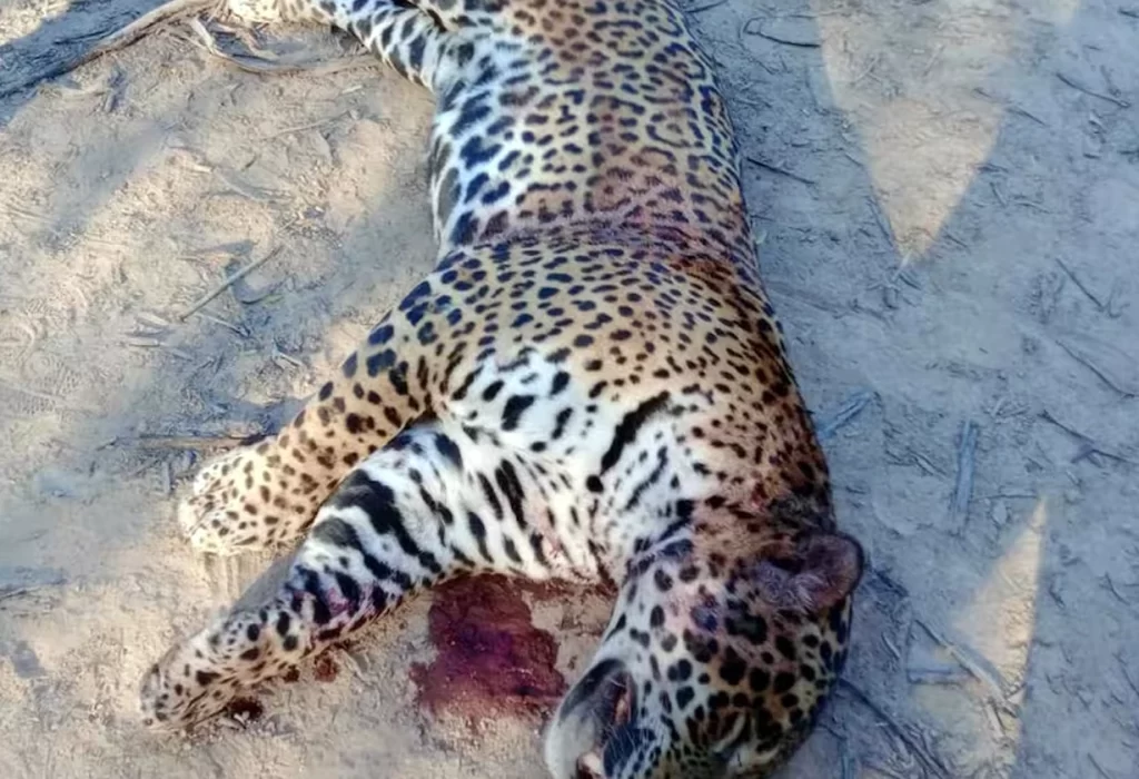 Cazadores furtivos matan a uno de los últimos 5 yaguaretés de Formosa
