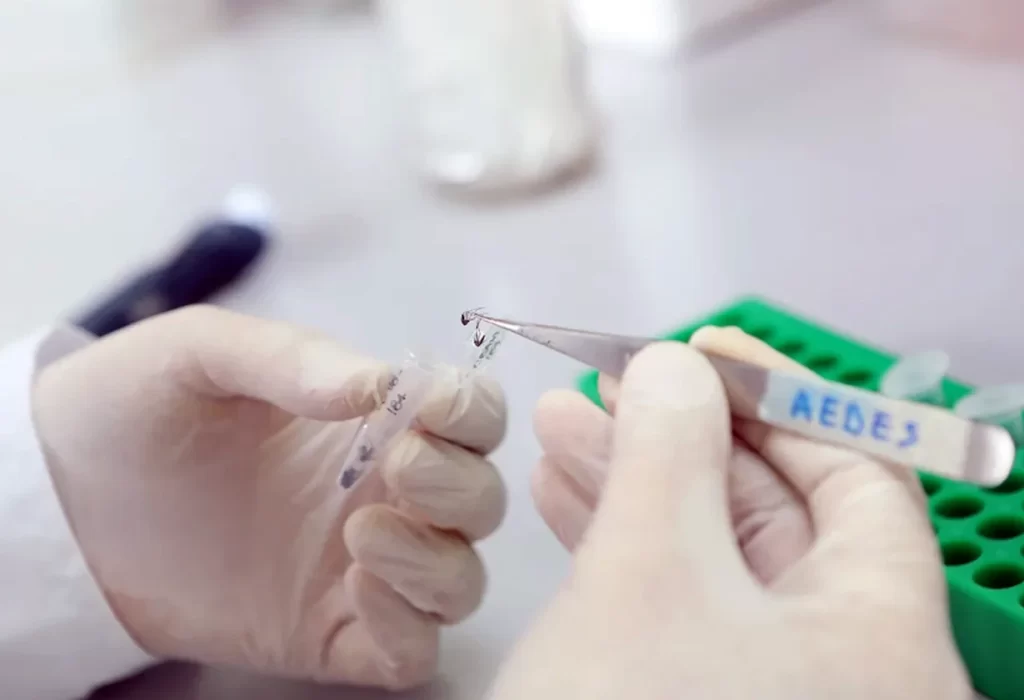 Dengue: Mutaciones en mosquitos hacen crecer la resistencia a insecticidas