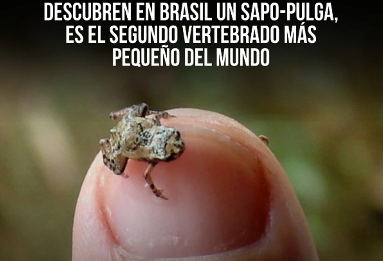 SAPITO