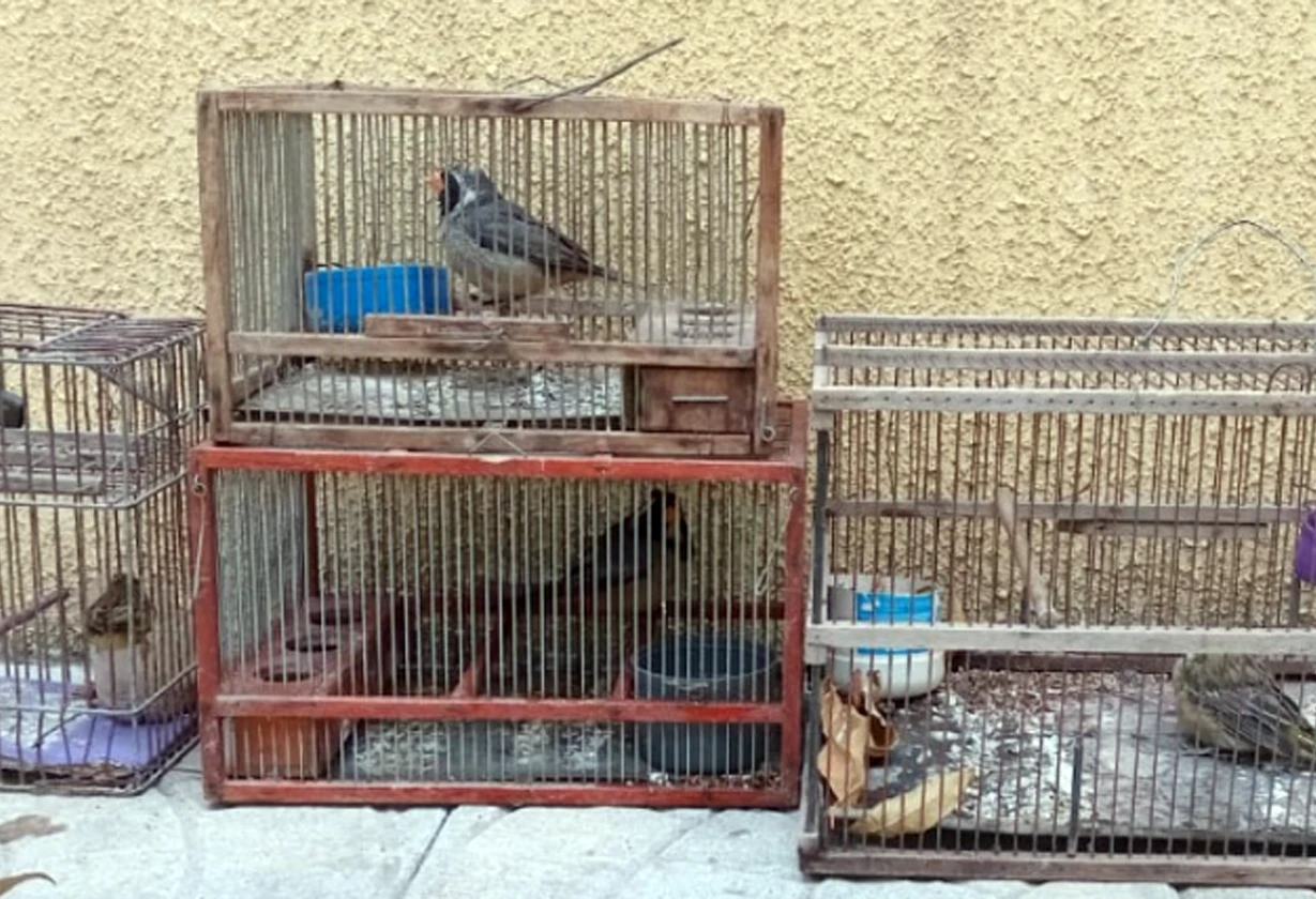 aves