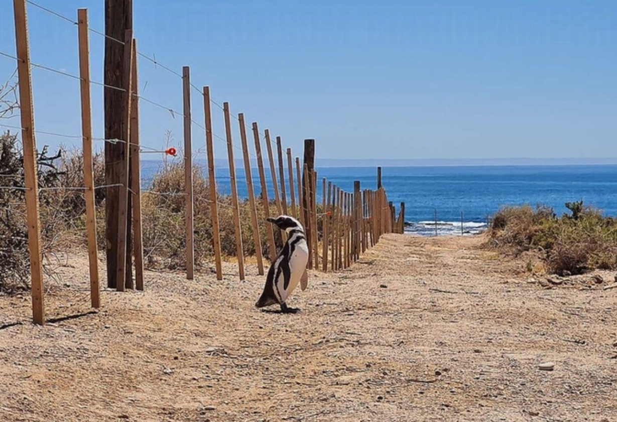 Pinguinos_condena
