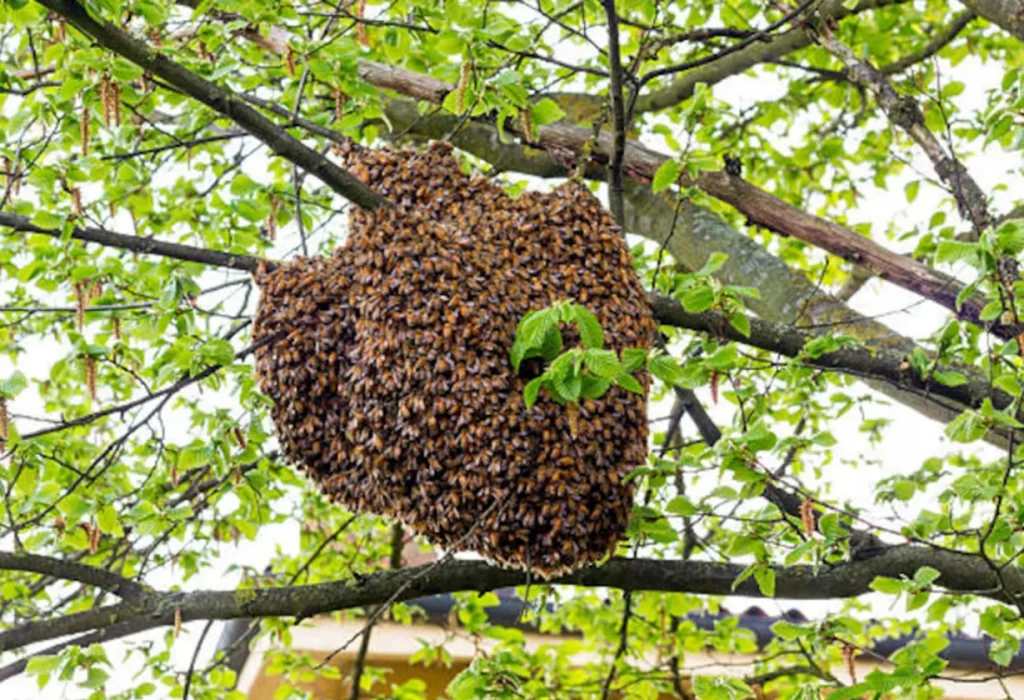 Un hombre muere tras ser atacado por un enjambre de abejas en Rosario
