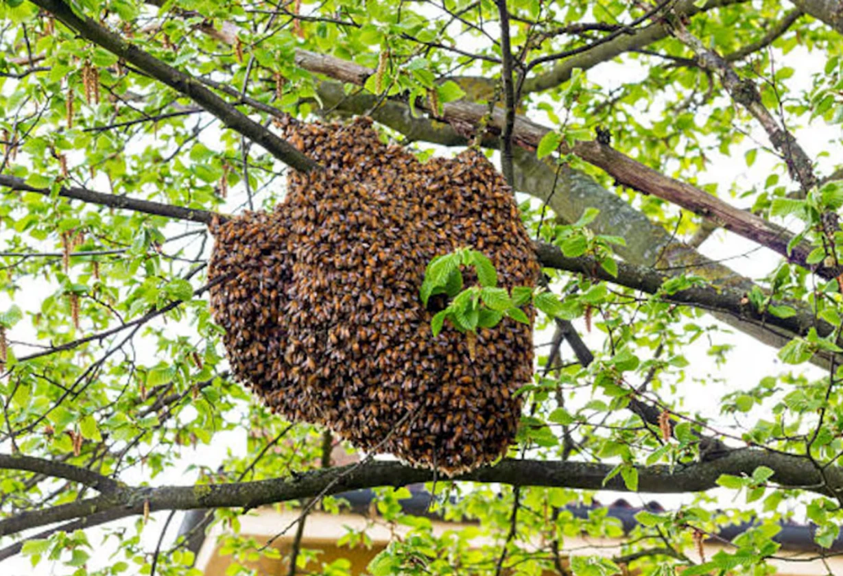 abejas