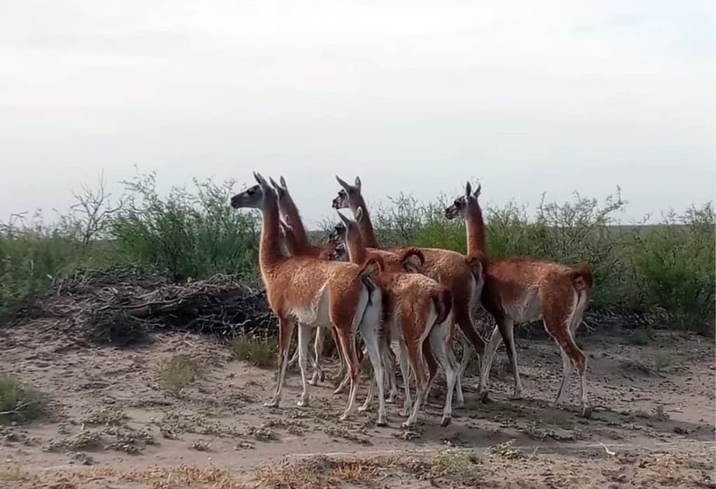 La Pampa conmemora el Día Provincial de las Áreas Protegidas