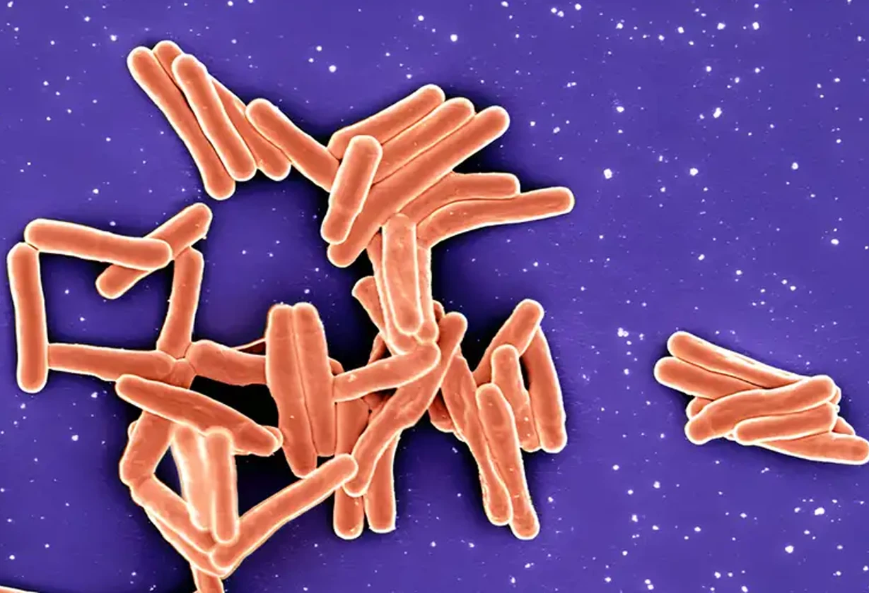 bacterias1