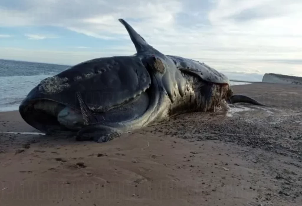 Chubut: hallan 21 ballenas muertas en Península Valdés