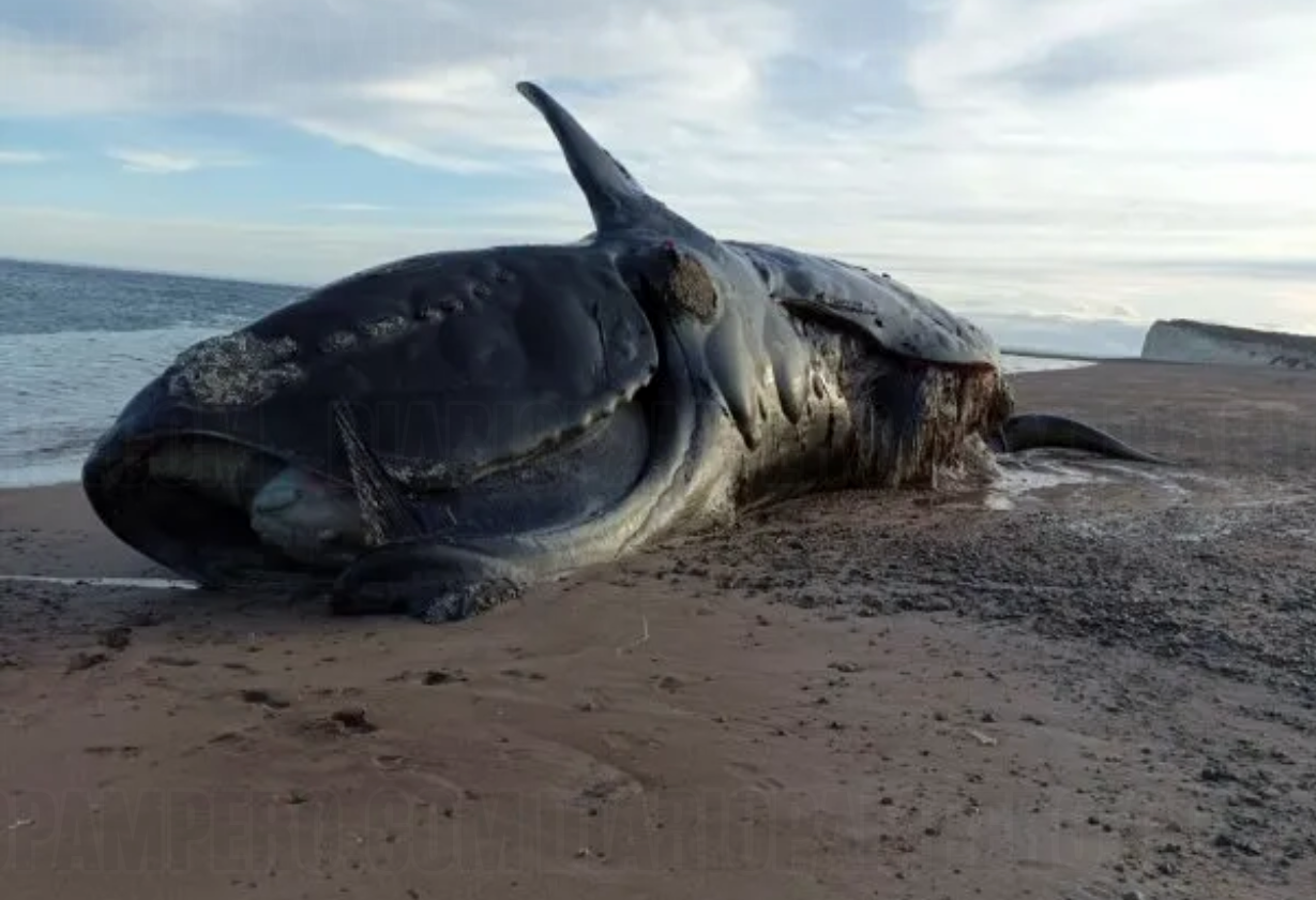 ballenas_muertas