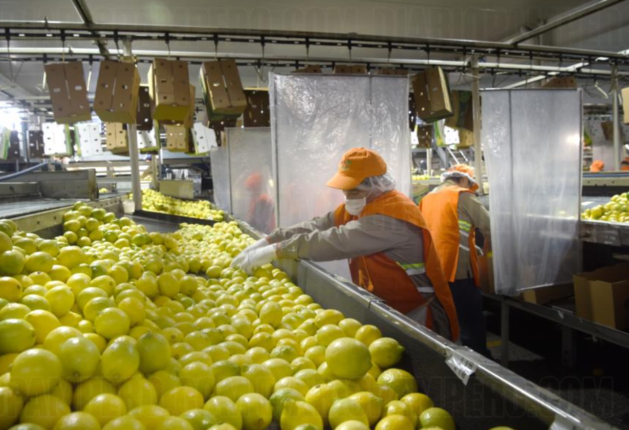 citric_tucuman