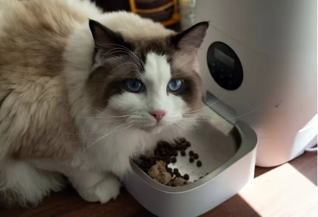 ¿Cuánto tiempo pueden estar los gatos sin comer?