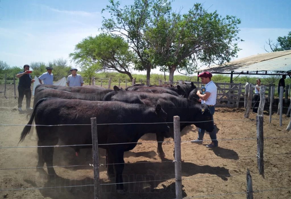 Nueva entrega de toros adaptados para el oeste pampeano